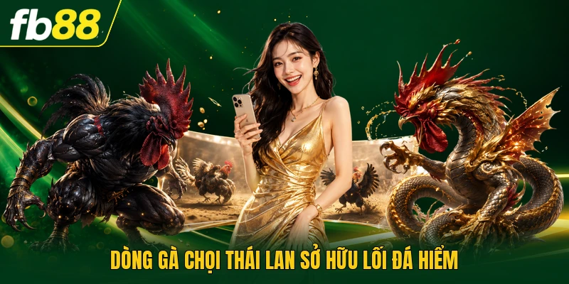 Dòng gà chọi Thái Lan sở hữu lối đá hiểm