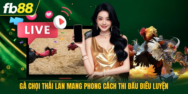 Gà Chọi Thái Lan Mang Phong Cách Thi Đấu Điêu Luyện
