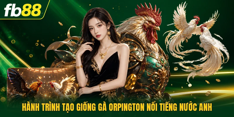 Hành trình tạo giống gà Orpington nổi tiếng nước Anh