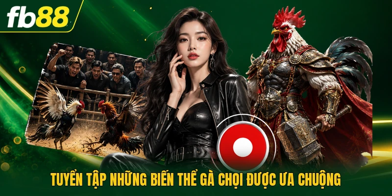 Tuyển tập những biến thể gà chọi được ưa chuộng